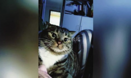 猫视频搞笑,猫咪视频里的欢乐瞬间